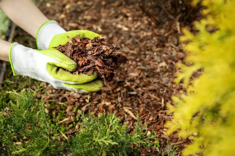 Mulching in Miami Gardens, FL